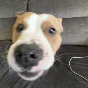 Meet your Posher, Ella